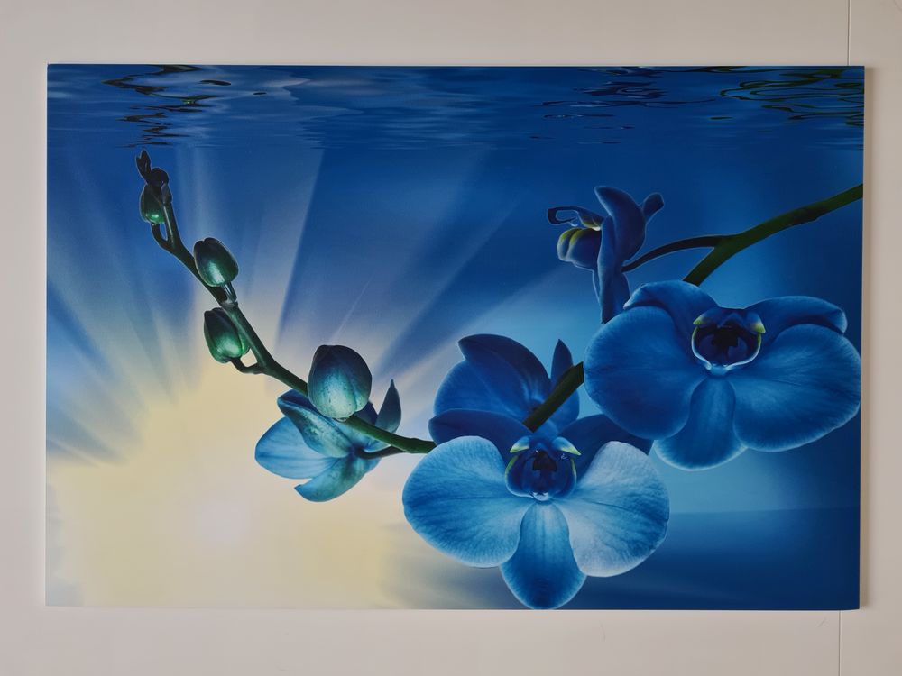  tableau repr�sentant une branche d'orchid�e.
12 Brie-Comte-Robert (77)