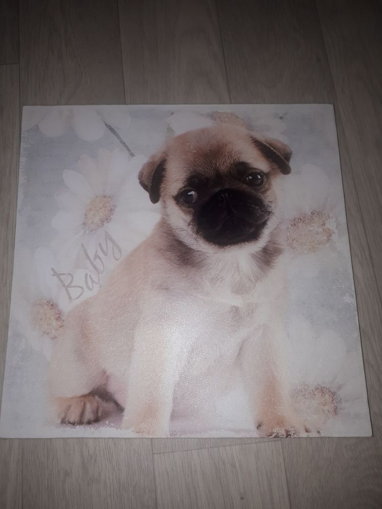 Tableau sur toile chien 8 Luynes (13)
