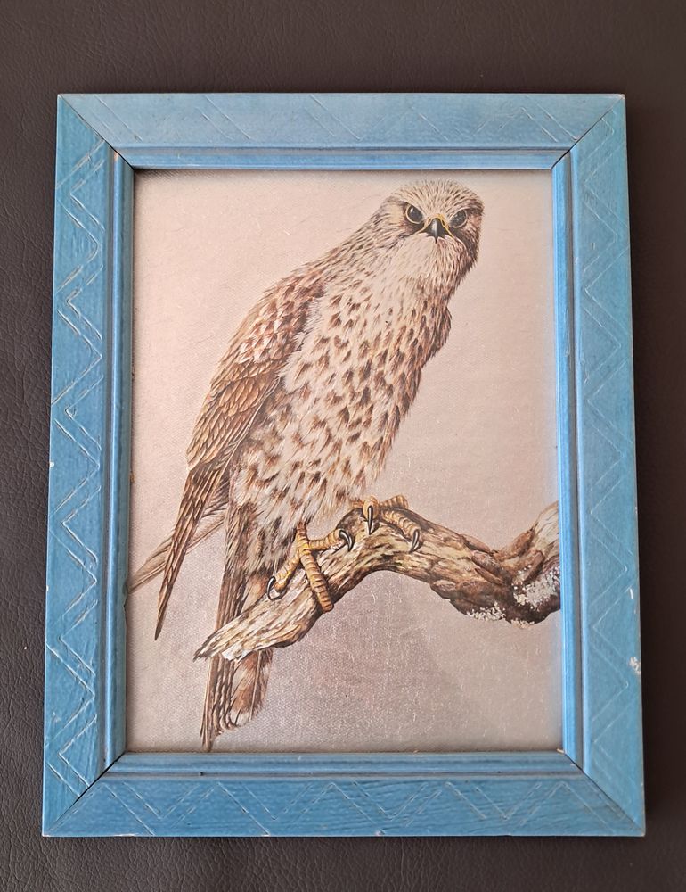 tableau vintage repr�sentant un rapace buse ou faucon Dufex 20 Carnon Plage (34)