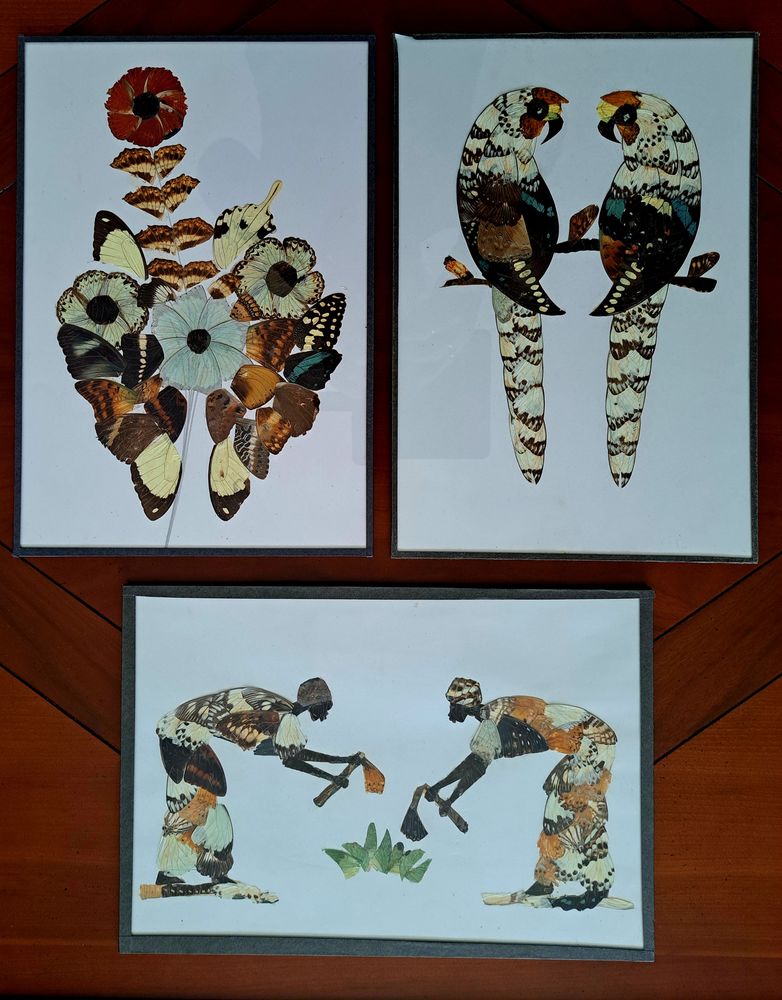 Tableaux ailes de papillons 10 Marignane (13)