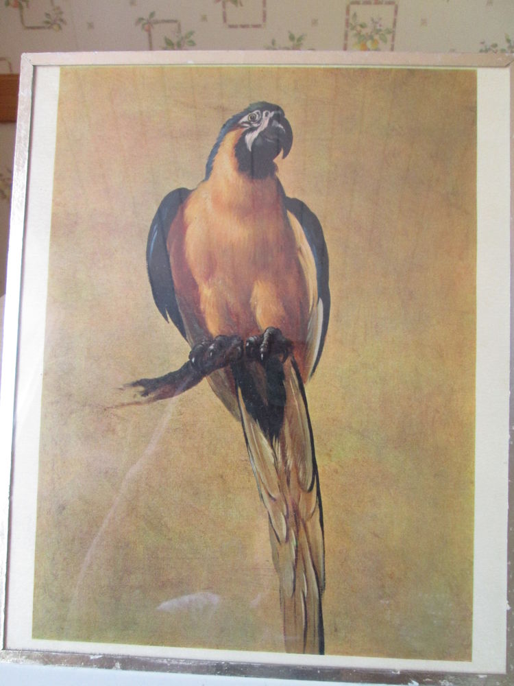 Tableaux/photos 5 Castres (81)