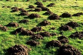 taupier 60 Menditte (64)