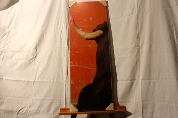 TAUROMACHIE:  LA CORNE GAUCHE   38 Anglet (64)