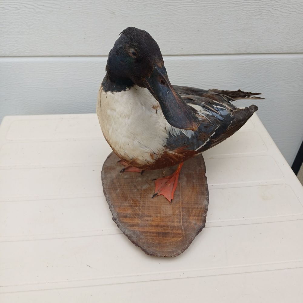 taxidermie ampaille canard souchet 45 Rethel (08)