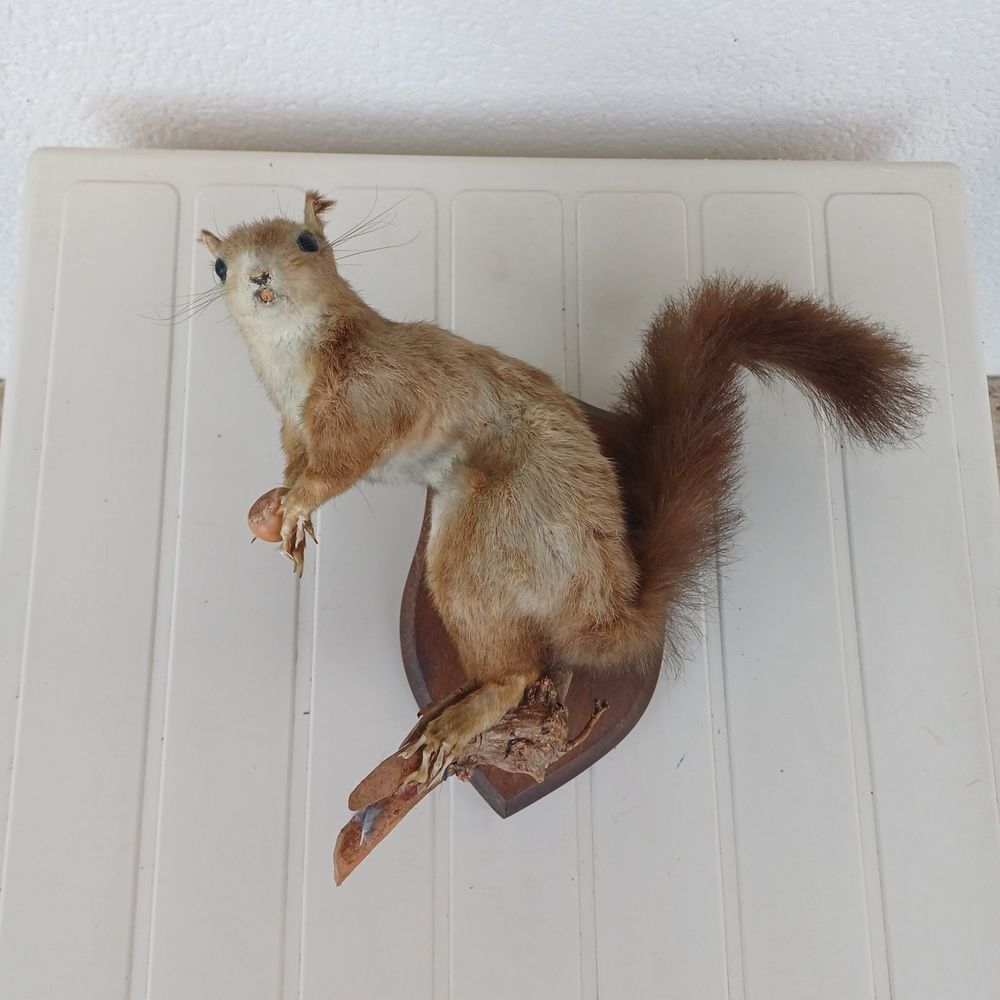 taxidermie ampaille �cureuil 40 Rethel (08)