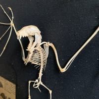 taxidermie cabinet curiosit� squelette chauve-souris 300 Villeurbanne (69)