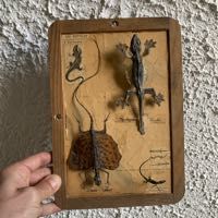 taxidermie cabinet curiosit� reptiles l�zard volant 180 Villeurbanne (69)