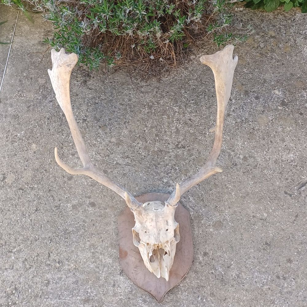 taxidermie empaille massacre corne de daim 80 Rethel (08)