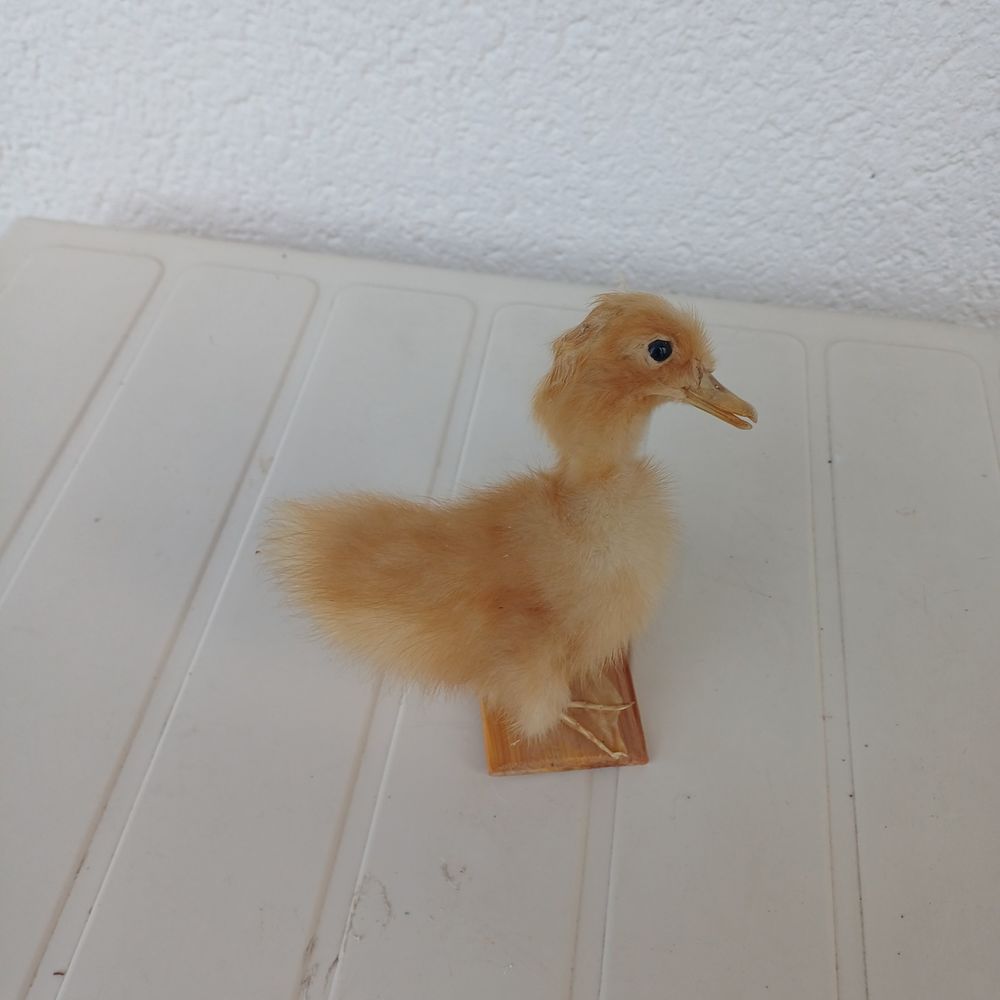 taxidermie empaille poussin 35 Rethel (08)