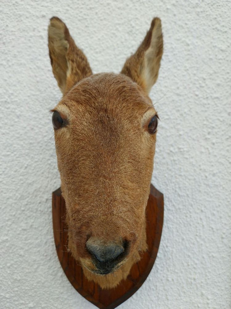 Taxidermie t�te de biche 80 Hermies (62)