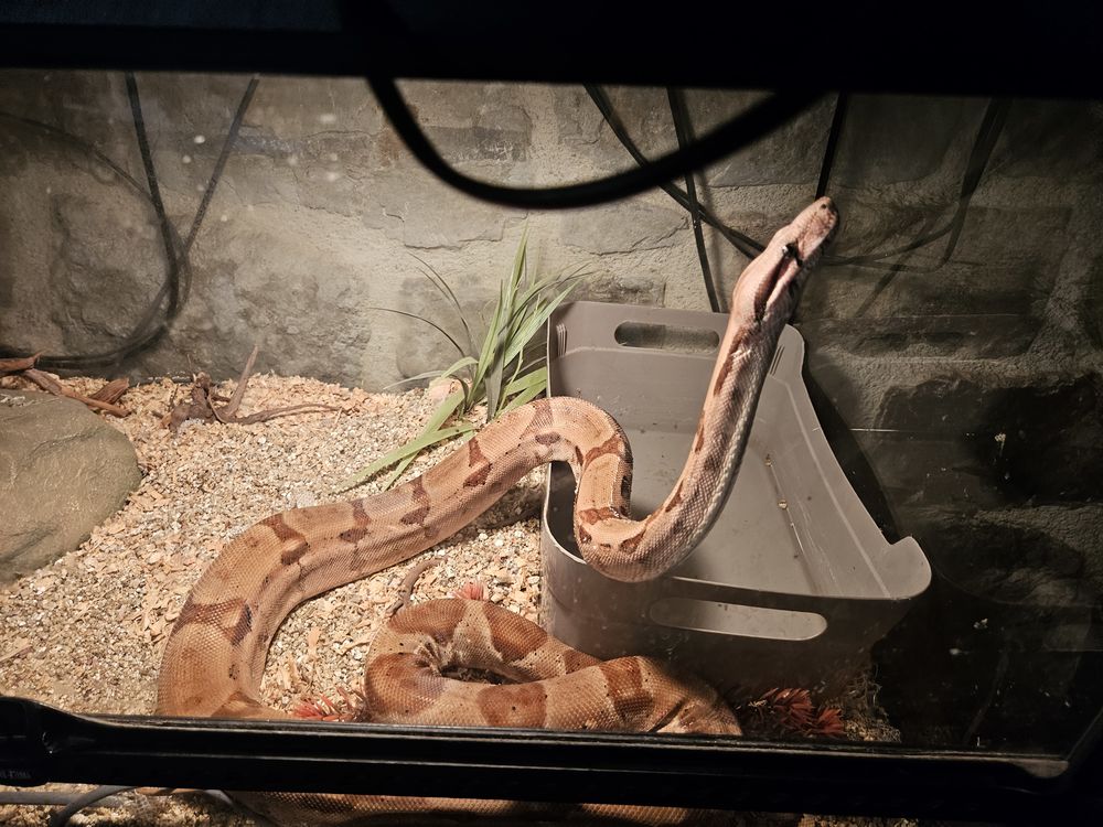 Terrarium (x2) et un occupant (boa) 0 Salles-la-Source (12)