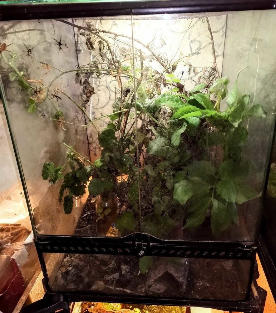 terrarium et phasmes 60 Maisoncelle-Tuilerie (60)