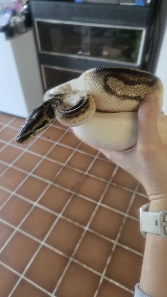 Terrarium+++Pythons+++�laphe 250 Villerbon (41)