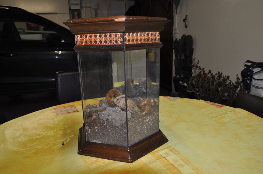 Terrarium succulentes 25 Saint-Victor (03)