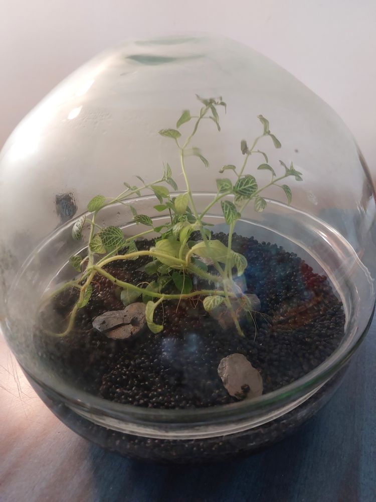 Terrarium en verre 30 Saint-Brice-sous-For�t (95)