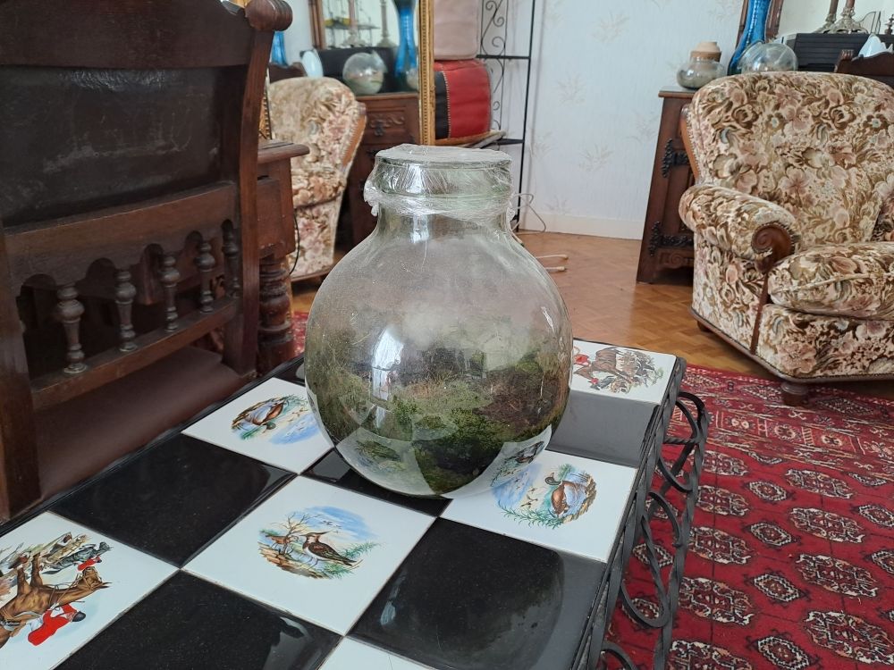 Terrarium 10 Condat-sur-Vienne (87)