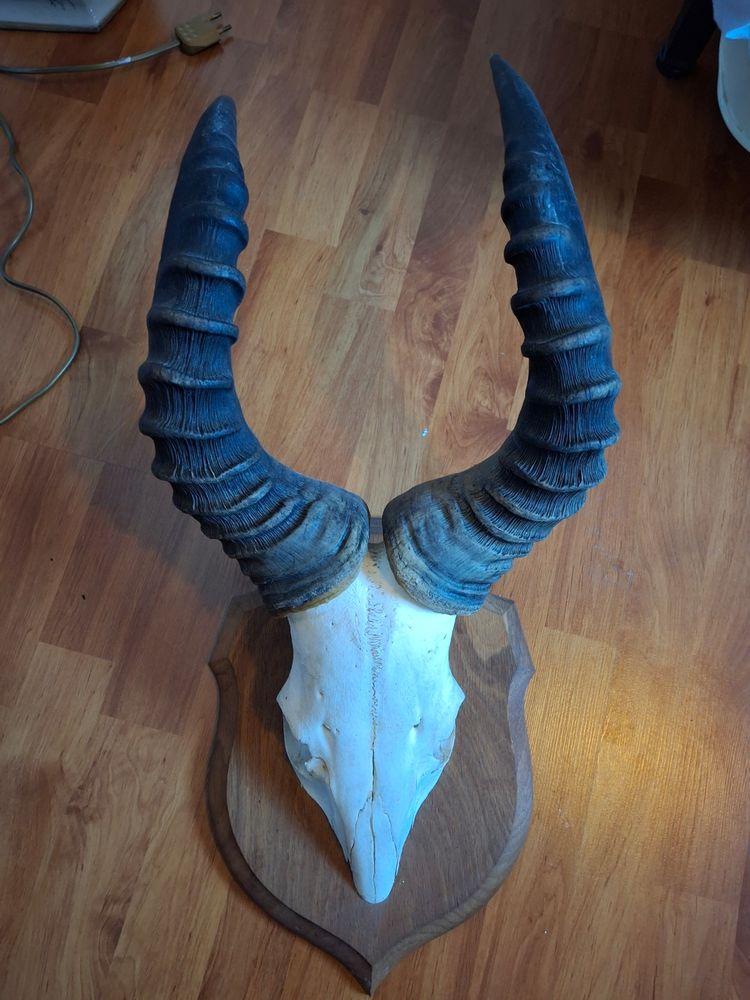 tete d'antilope troph�e de chasse 150 Gif-sur-Yvette (91)