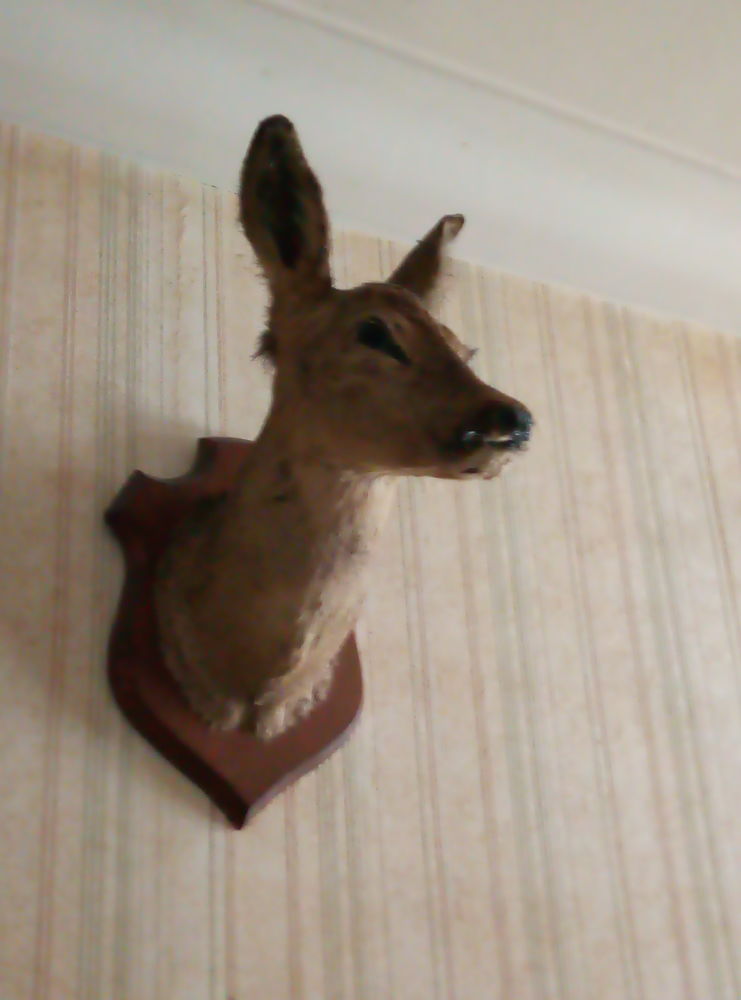 TETE DE BICHE NATURALISEE
10 Loireauxence (44)