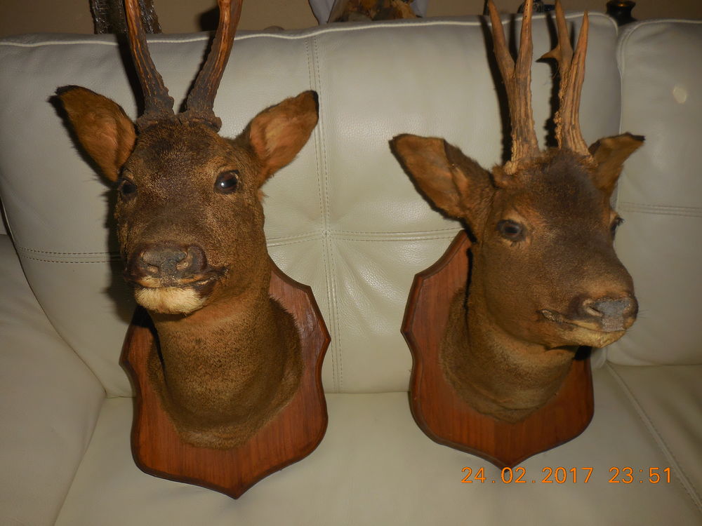 t�te brocard 50 S�te (34)