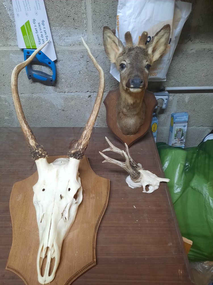 T�te de chevreuil 
Massacre chevreuil 
Massacre daguet 
1 Ch�teau-Porcien (08)