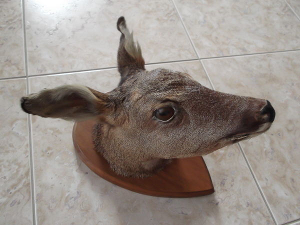 T�te de chevreuil 10 Montm�dy (55)