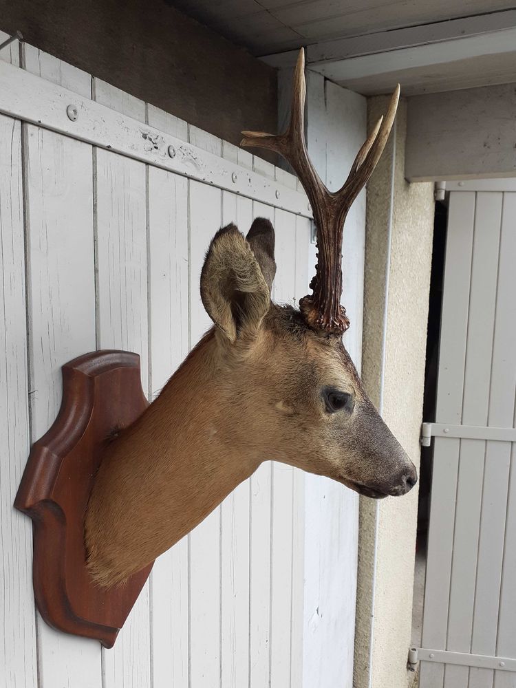 t�te de chevreuil 120 Dax (40)