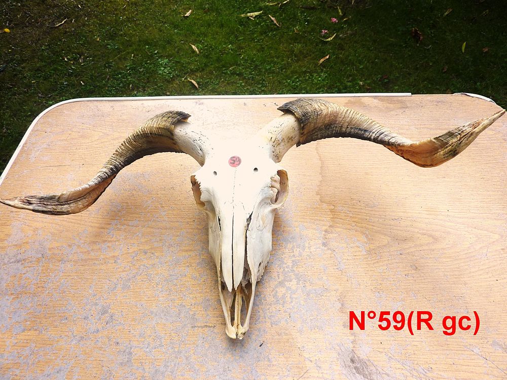 TETES Animal Naturalis�es 0 Saint-M�dard-en-Jalles (33)