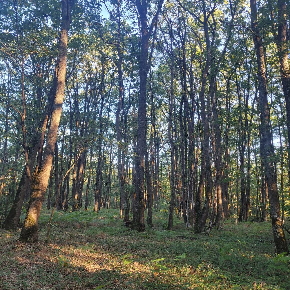 T�TES DE CH�NES � FAIRE 15 Lussac-les-Ch�teaux (86)