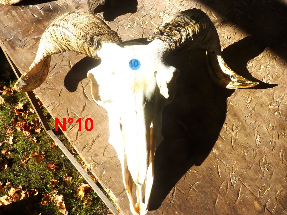 T�tes naturelles ovin 45 Saint-M�dard-en-Jalles (33)