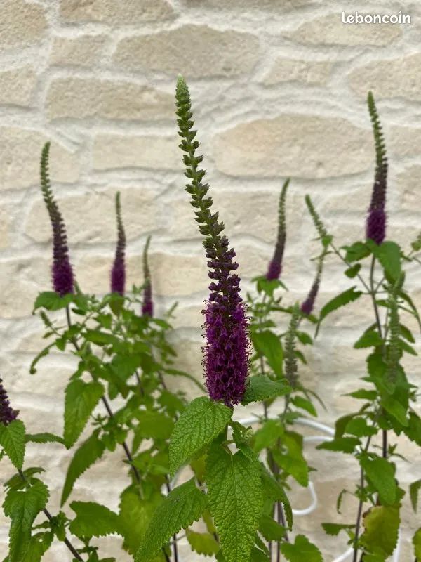 Teucrium hircanicum   graines 1 Sainte-Genevi�ve-des-Bois (91)