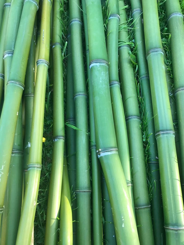 TIGES DE BAMBOU 1 Bois-l'�v�que (76)