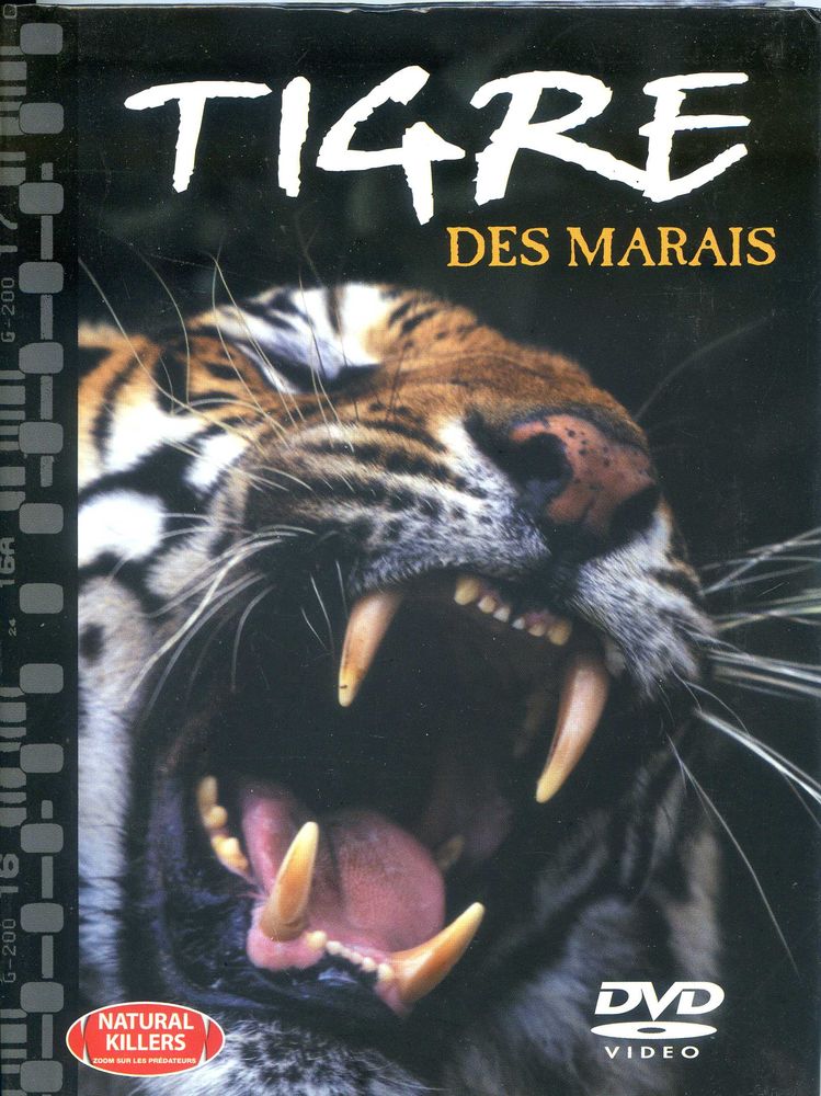 Tigre des marais 2 Rennes (35)
