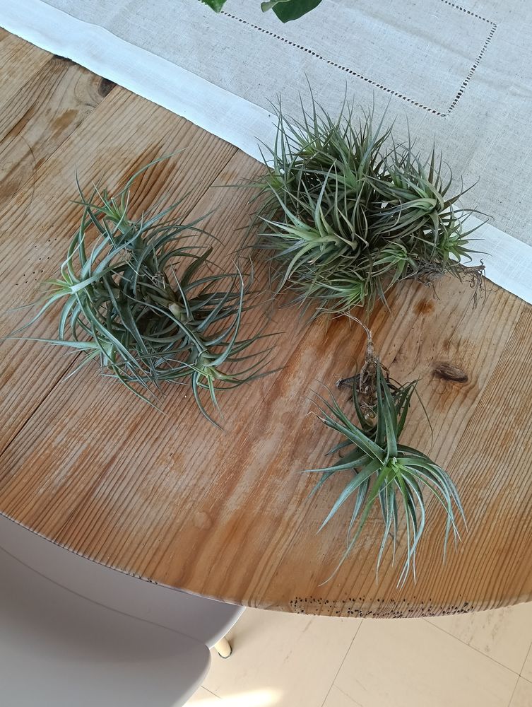 tillanstia ou fille de l air dispo nice au choix 5 Nice (06)