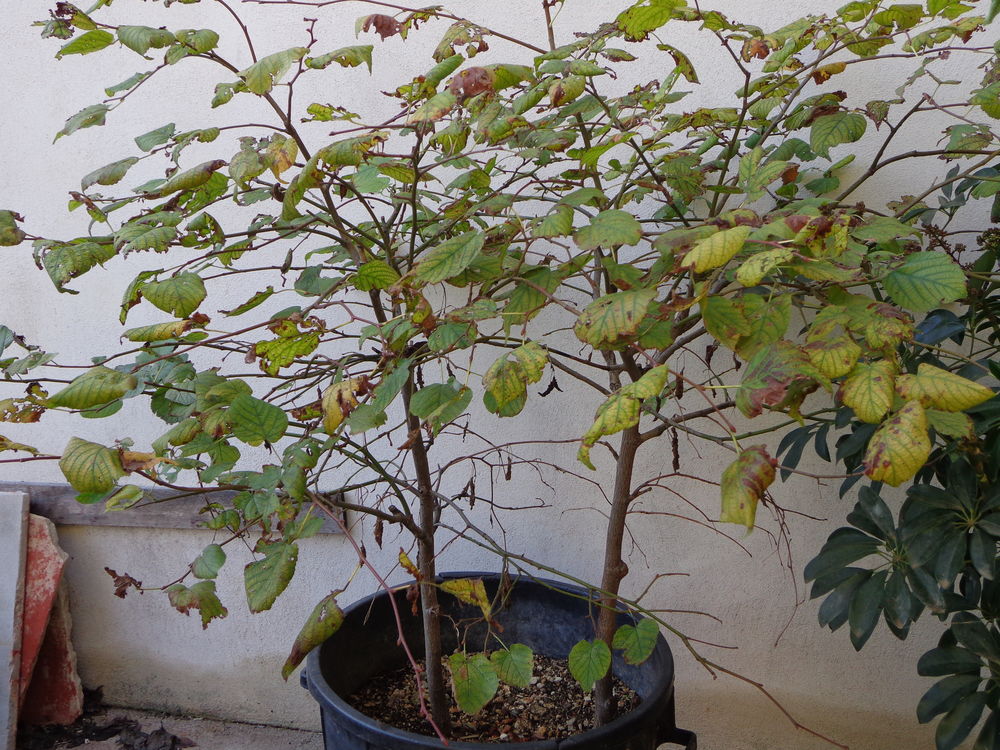 Tilleul argent� 60 Saint-Christol (34)