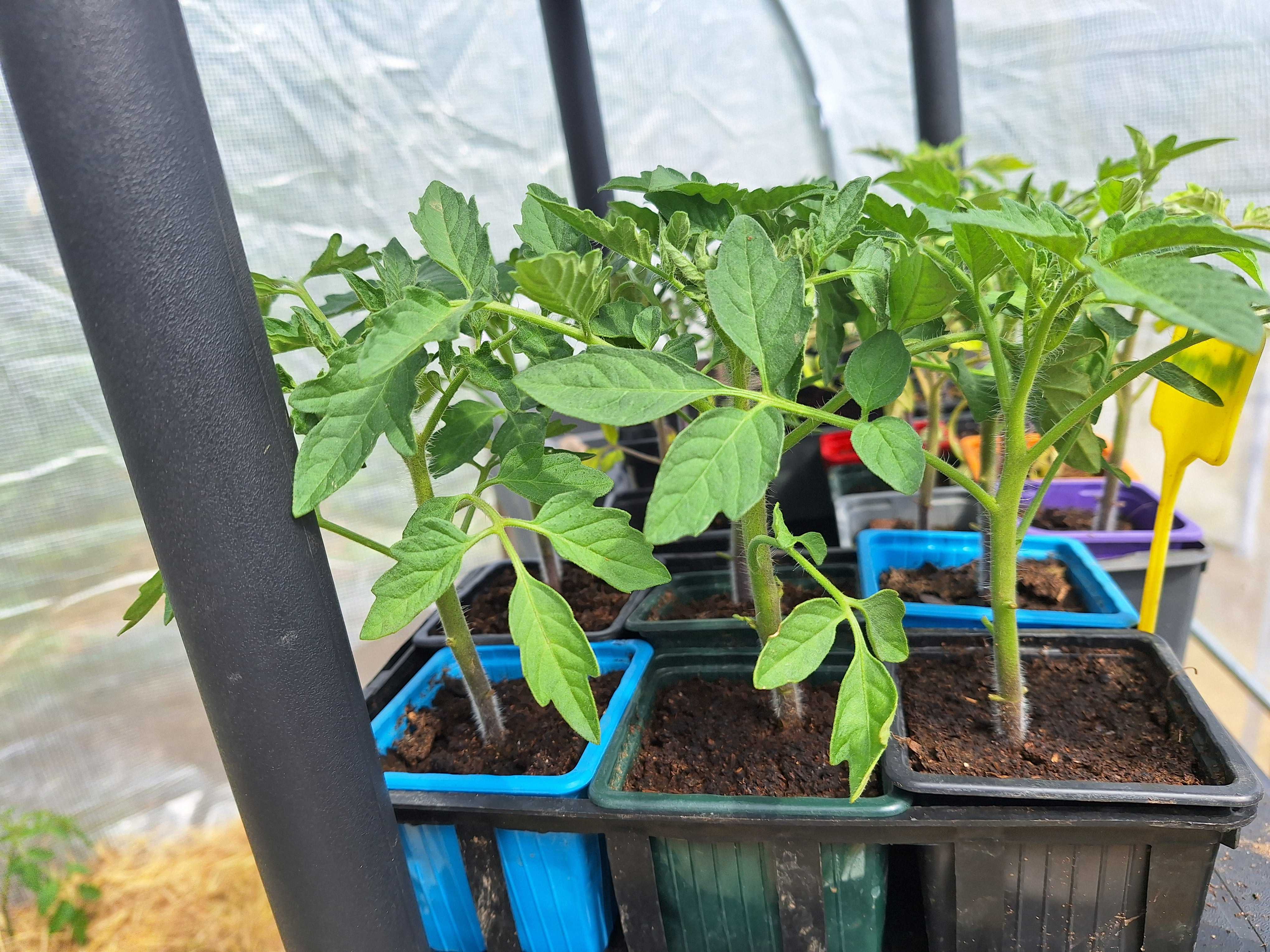 tomate 1 Saint-Pour�ain-sur-Sioule (03)