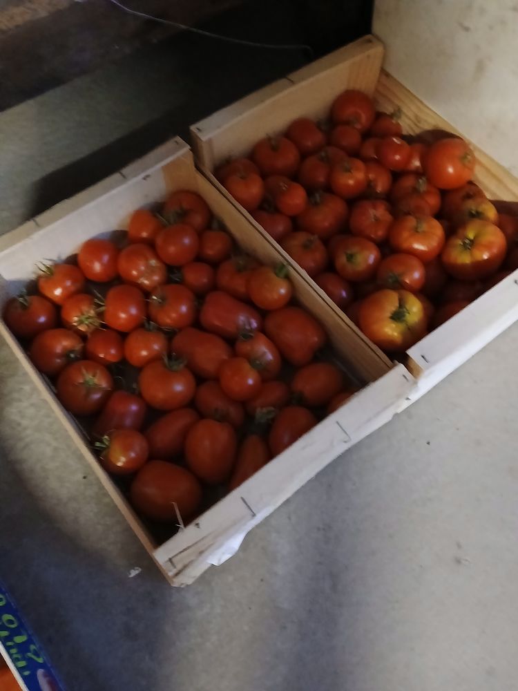 Tomates 3 La B�tie-Neuve (05)
