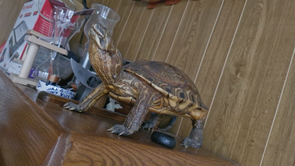 TORTUE  EMPAILLEE 55 Drancy (93)