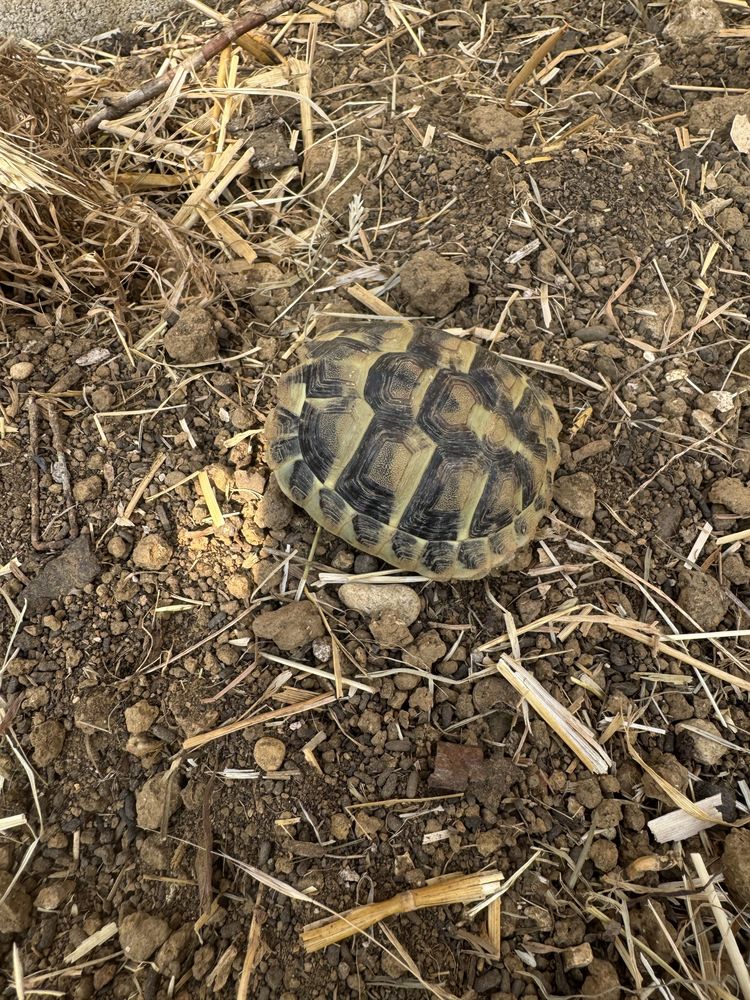 tortue de terre 60 Port-Lesney (39)