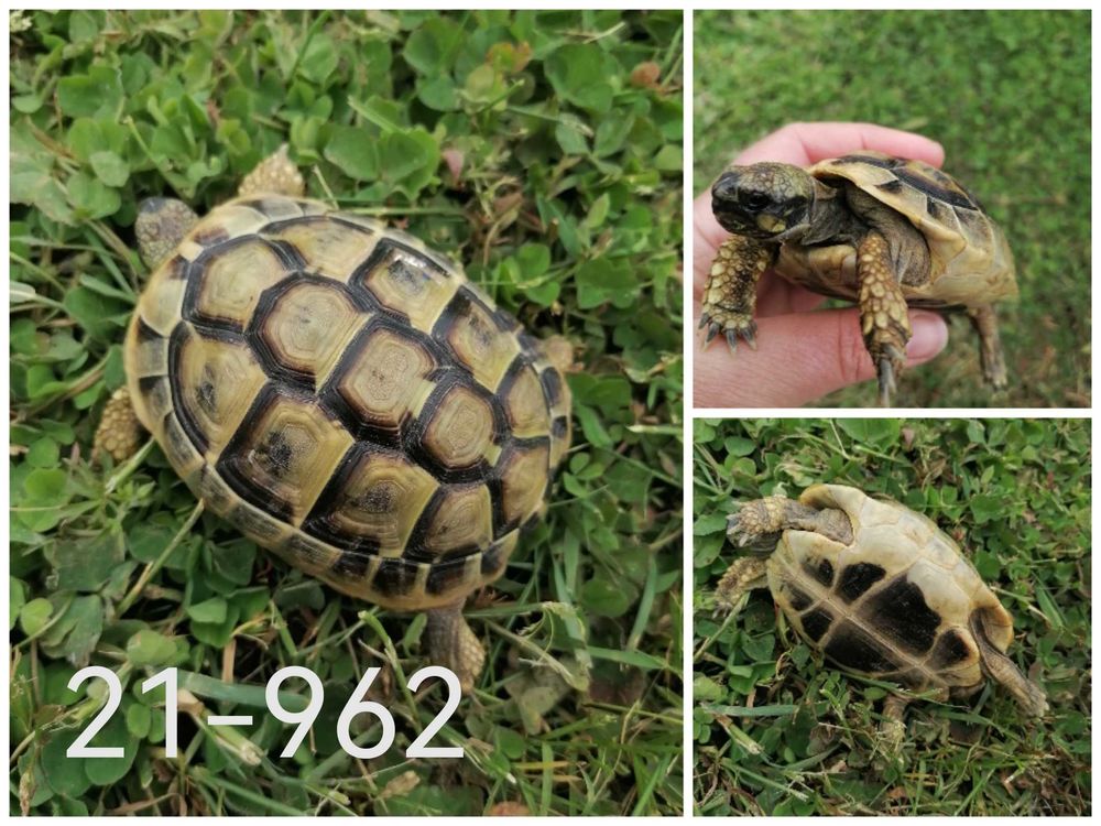 tortue de terre 360 Saint-Jean-de-Monts (85)