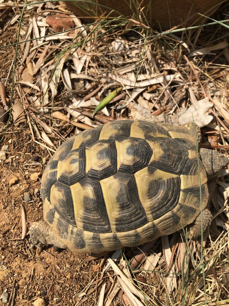 tortue de terre 125 Narbonne (11)