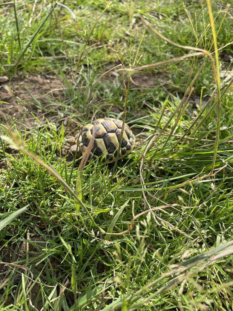 Tortue de terre 85 Saint-Di�-des-Vosges (88)