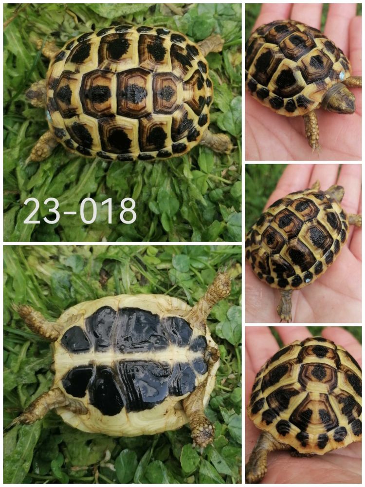 tortue 240 Saint-Jean-de-Monts (85)