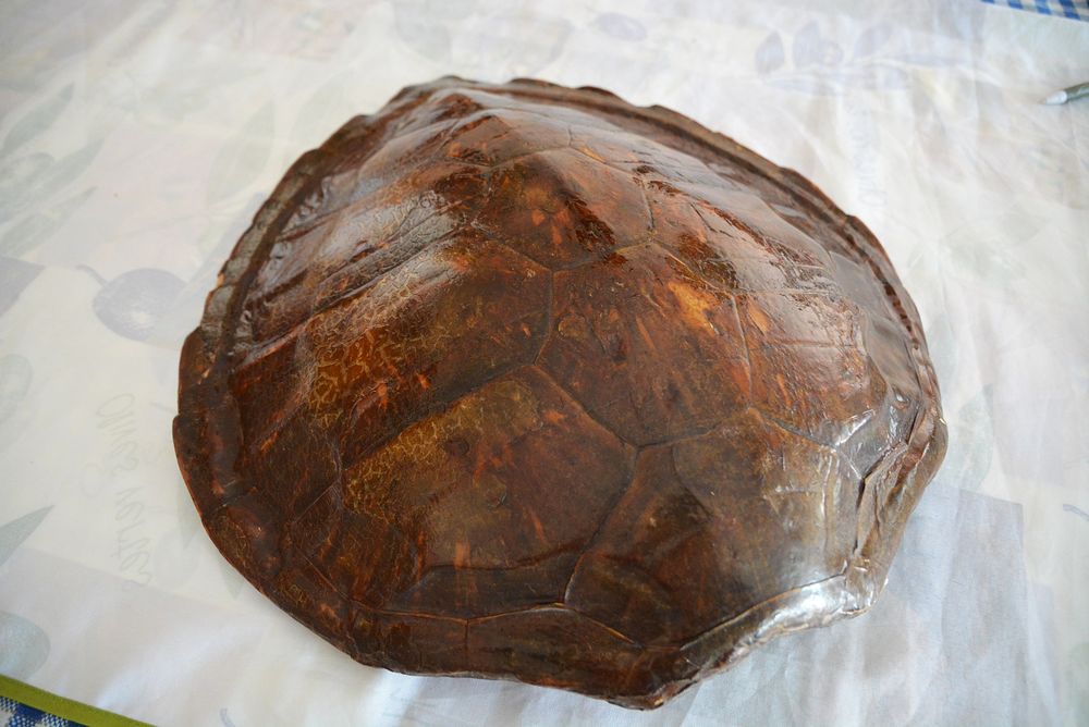 Tortue Mer 1500 Soyaux (16)