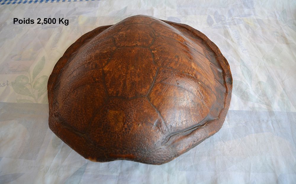 Tortue Mer 2500 Soyaux (16)