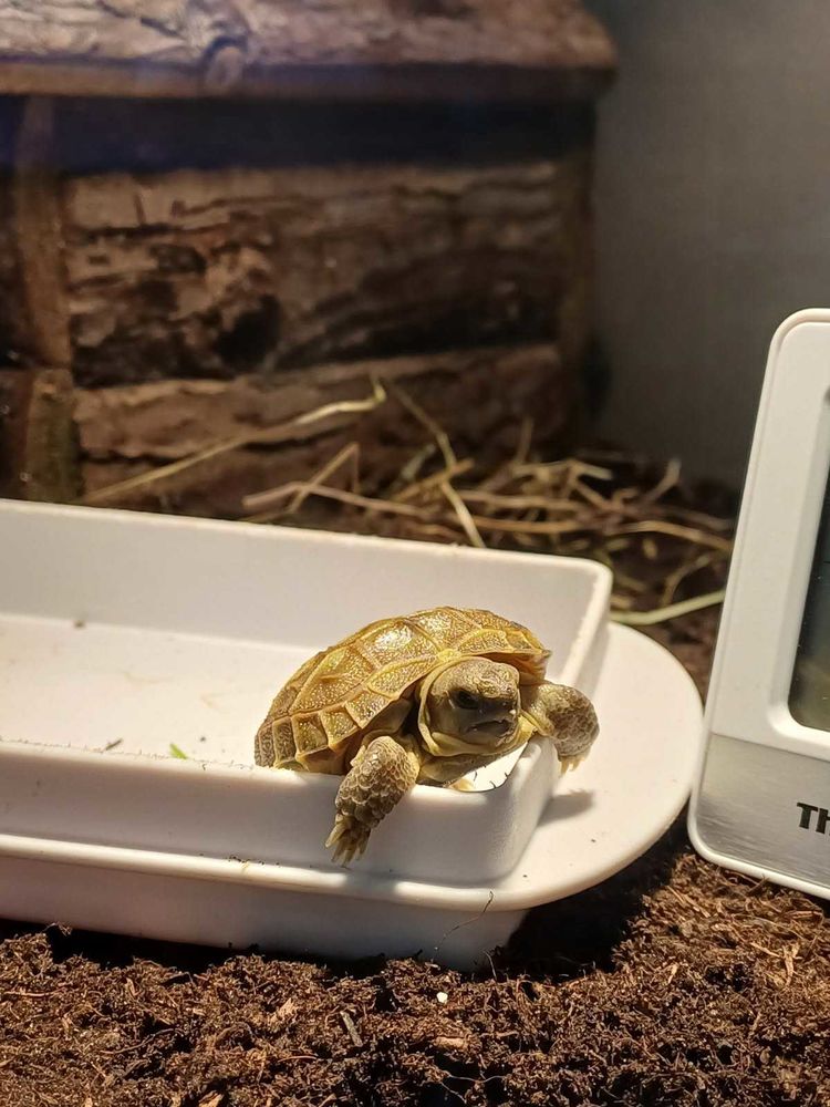 tortues des steppes (horflied) 150 Gruchet-le-Valasse (76)