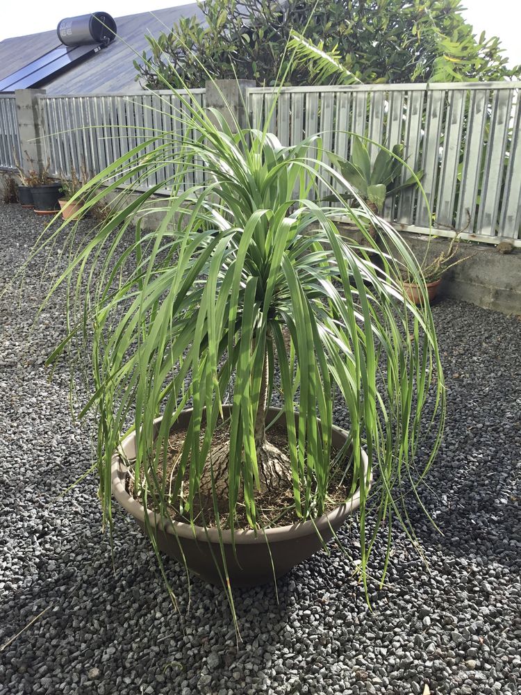 TR�S BEAU BOCANEA 300 Petite-�le (97)