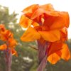 tr�s beaux cannas oranges vif 10 Mimizan (40)