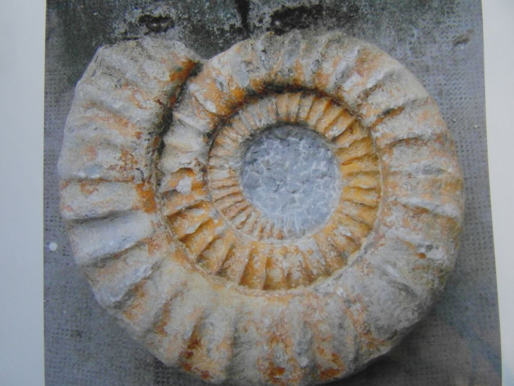 tr�s belle fossile dit ammonite arietite 500 Amn�ville (57)