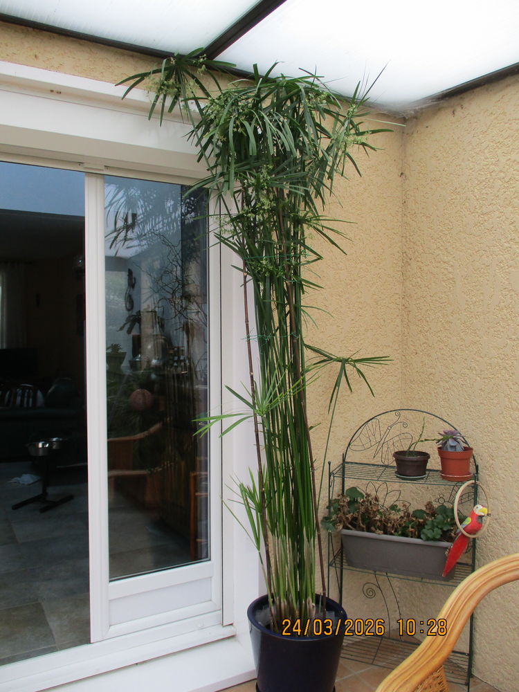 tr�s gros papyrus pour int�rieur ou v�randa, 2.10m de haut 60 Voisins-le-Bretonneux (78)