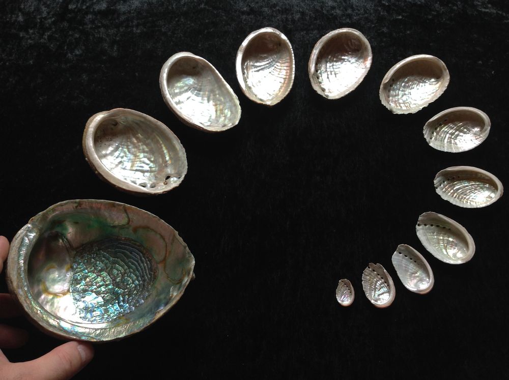 TR�S ORIGINALE COLLECTION D'ORMEAUX Envoi Possible
40 Tr�gunc (29)